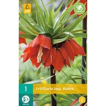 JUB HOLLAND Cibule řebčíku Fritillaria rubra -1 kus