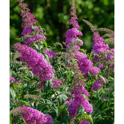 Budleja Davidova – Buddleja davidii 'Pink Delight'