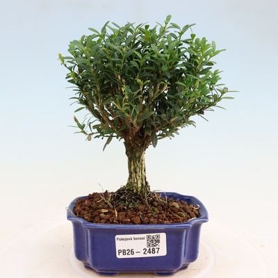 e-bonsai Pokojová bonsai - Buxus harlandii -korkový buxus