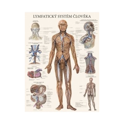 Lymfatický systém človeka - plagát