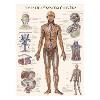 Lymfatický systém človeka - plagát