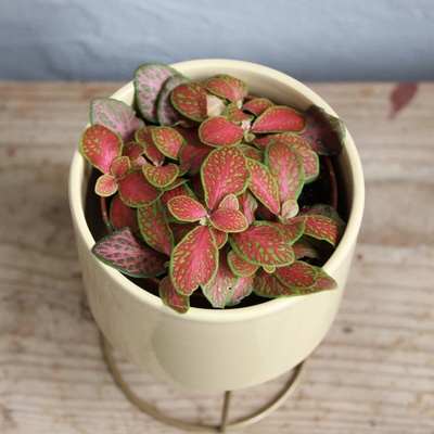 Fittonia Ruby Lime baby