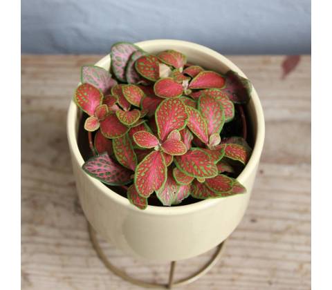 Fittonia Ruby Lime baby