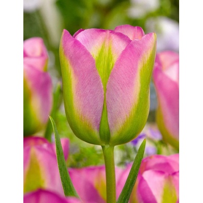 GROENLAND - ZELENO RŮŽOVÝ TULIPÁN Množství cibulek v jednom balení: 5 ks – Zboží Dáma
