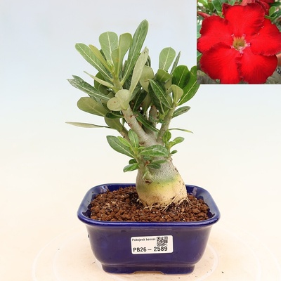 e-bonsai Pokojová bonsai - Adenium obesum Red Star - Pouštní růže
