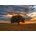Enjoy - Puzzle Leaves Eclipse - 1 000 piese