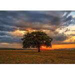 Enjoy - Puzzle Leaves Eclipse - 1 000 piese