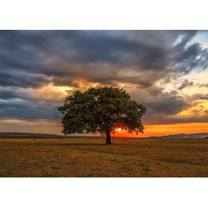 Enjoy - Puzzle Leaves Eclipse - 1 000 piese