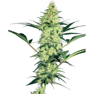 White Label White Diesel semienka neobsahujú THC 10 ks