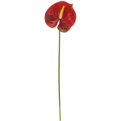 KS ANTÚRIA ČERVENÁ 63CM
