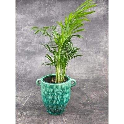 Chamaedorea Elegans 9 cm (Palma nádherná pro nenáročné pěstitele)