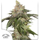 Dutch Passion Kerosene Krash semena neobsahují THC 5 ks