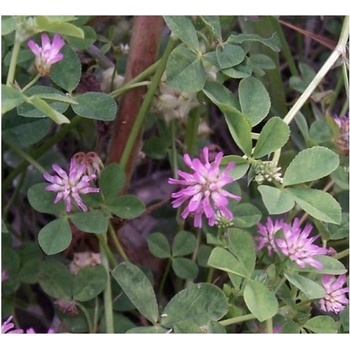 Ďatelina zvrátená - semená ďateliny - Trifolium resupinatum - 100 ks
