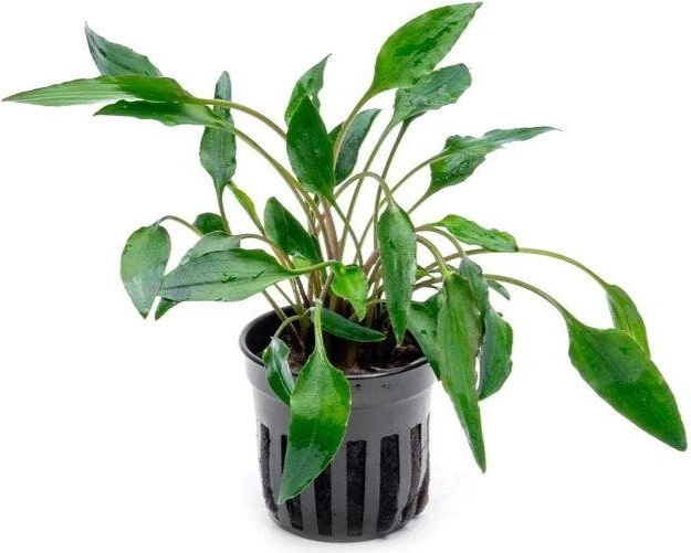 Cryptocoryne undulata