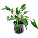 Cryptocoryne undulata