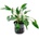 Cryptocoryne undulata