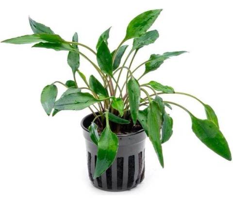 Cryptocoryne undulata
