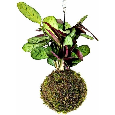 Gardners Kokedama Ctenanthe Burle-marxii Amagris (L) Ktenante 1 ks