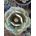 Agave