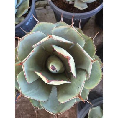 Agave
