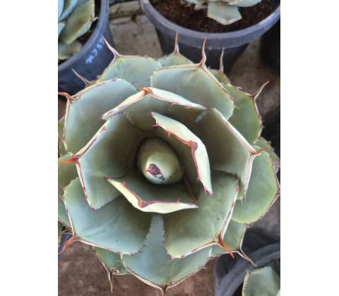 Agave