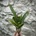 Neoregelia - Red Lips