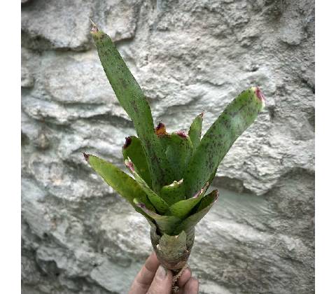 Neoregelia - Red Lips