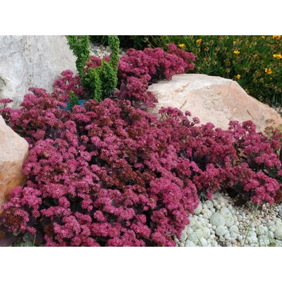 Rozchodník hybridný SunSparkler Plum Dazzled