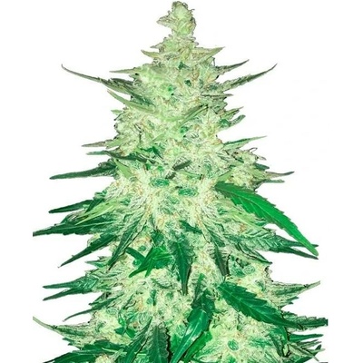 Fast Buds CBD Crack Auto semena neobsahují THC 3 ks