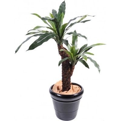 ASPLENIUM 2 kmeny, 120cm
