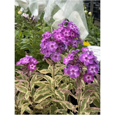 Phlox paniculata OLYMPUS - plamenka latnatá, flox
