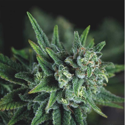 Pyramid Seeds Galaxy Fast semienka neobsahujú THC 3 ks