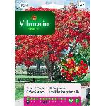 Vilmorin Огнено дърво Delonix regia