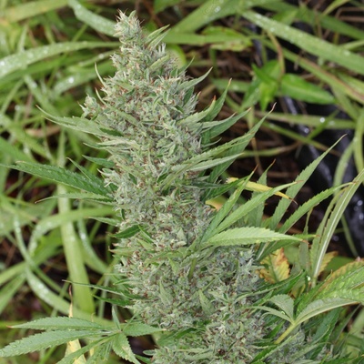 Ace Seeds Orient Express semena neobsahují THC 3 ks