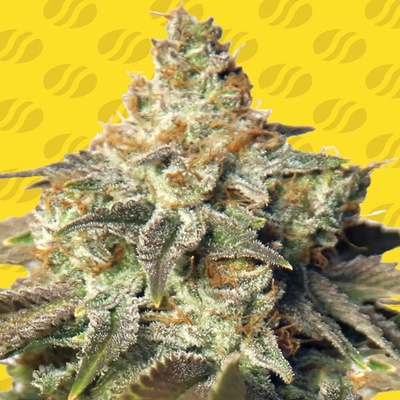 Original Sensible Seeds Gorilla Glue #4 Auto semienka neobsahujú THC 25 ks