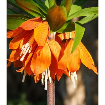 Řebčík královský Aurora Fritillaria maxima prodej cibulovin 1 ks