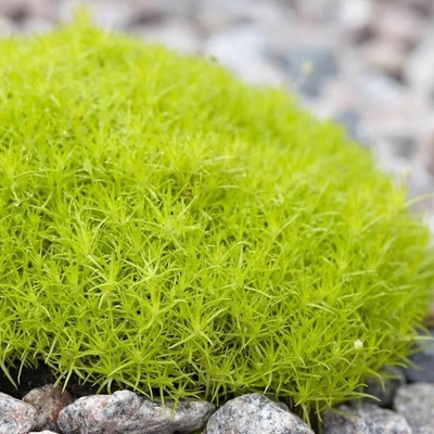 GREENBOSS FLOWER Úrazník "Moss Lime"