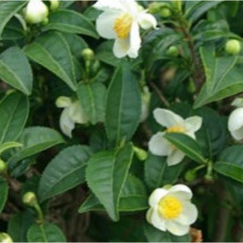 Cajovnik Prodej (Camellia sinensis, čajovníku jsou, čajových lístků, jako jsou, množství kultivarů) Cajovnik Prodej