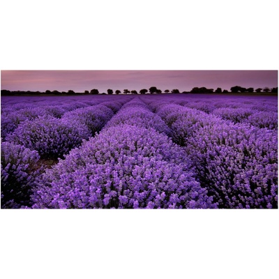 Foto obraz fotografie na skle pole levanduľa 100x50 cm