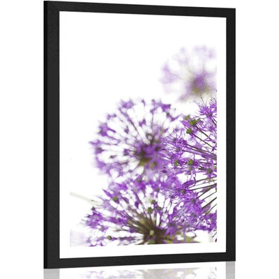 Plakát s paspartou kvetoucí fialové květy česneku - 30x45 white