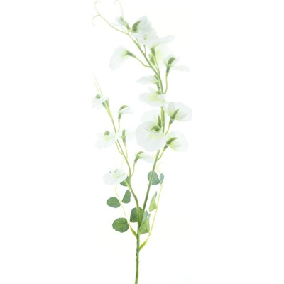 Hrachor vonný - Lathyrus odoratus krémový V69 cm (N958250)