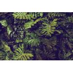 DIMEX ART Флизелинов фототапет листа от монстера 375 x 250 см