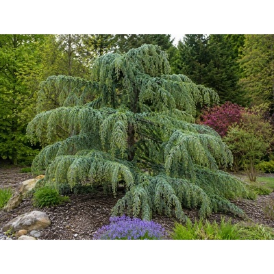 Céder himalájsky Prostrata, rozvetvený, výška 80-100 cm, kvetináč 20 l