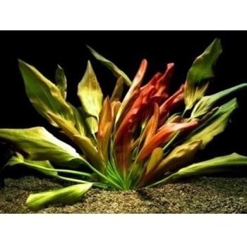 Echinodorus Beauty Red - Šípatkovec pěkně červený