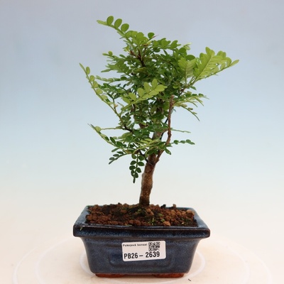 e-bonsai Pokojová bonsai - Zantoxylum piperitum - pepřovník
