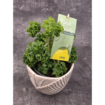 Pelargonium graveolens citron – Hledejceny.cz