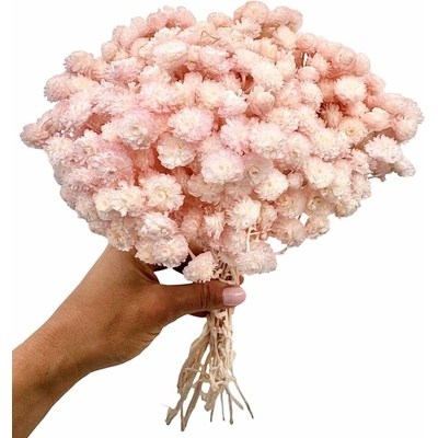 Sempreviva Helichrysum/Imortelka, slaměnka světle růžová (baby pink), svazek 30g