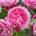 David Austin® Роза Penelope Lively - David Austin®