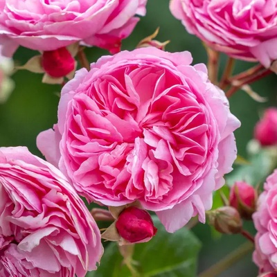 David Austin® Роза Penelope Lively - David Austin®