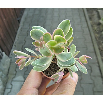 alocasia frydek variegata care Alocasia Frydek Variegata  Foliage Dreams